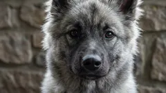 Mythen entlarvt: 9 Hundemythen, an die du nicht länger glauben solltest