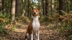 Die Stillen: 10 der leisesten Hunderassen, die Ihre Nachbarn nicht mit Gebell in den Wahnsinn treiben