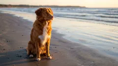 Grosse Begleithunde: Rangliste der Top 5 Rassen