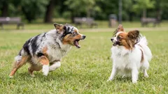 Wenn dein Hund andere Hunde anbellt: Ursachen verstehen und ruhig trainieren
