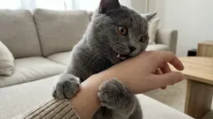 Darum beisst dich die Katze, wenn du sie streichelst – die Signale, die du übersiehst